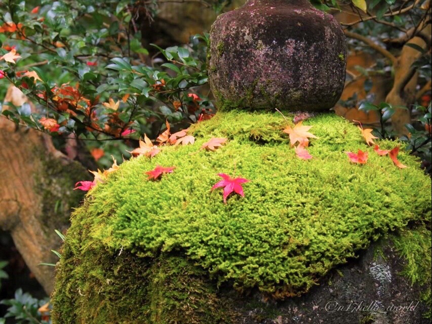 瑠璃光院