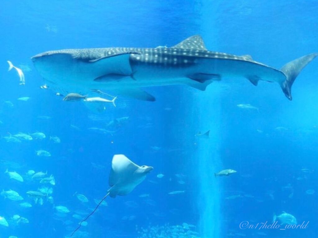 美ら海水族館