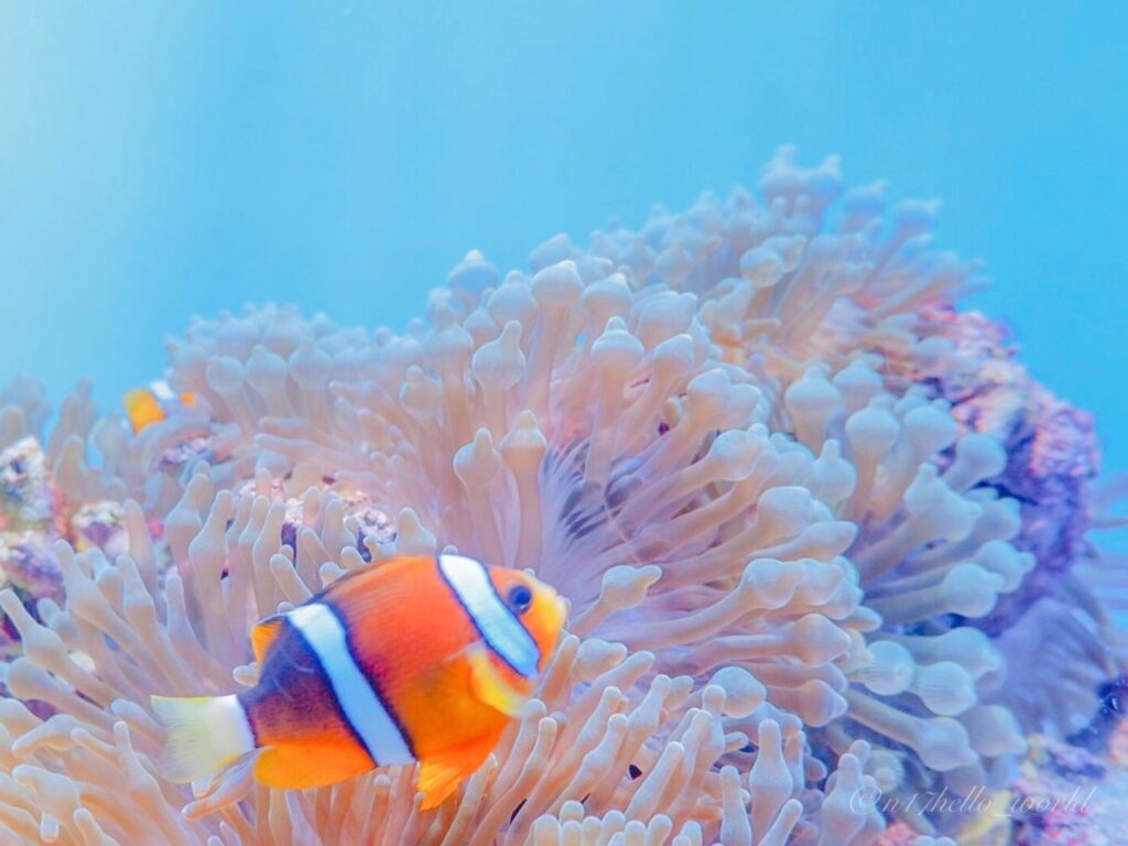 美ら海水族館