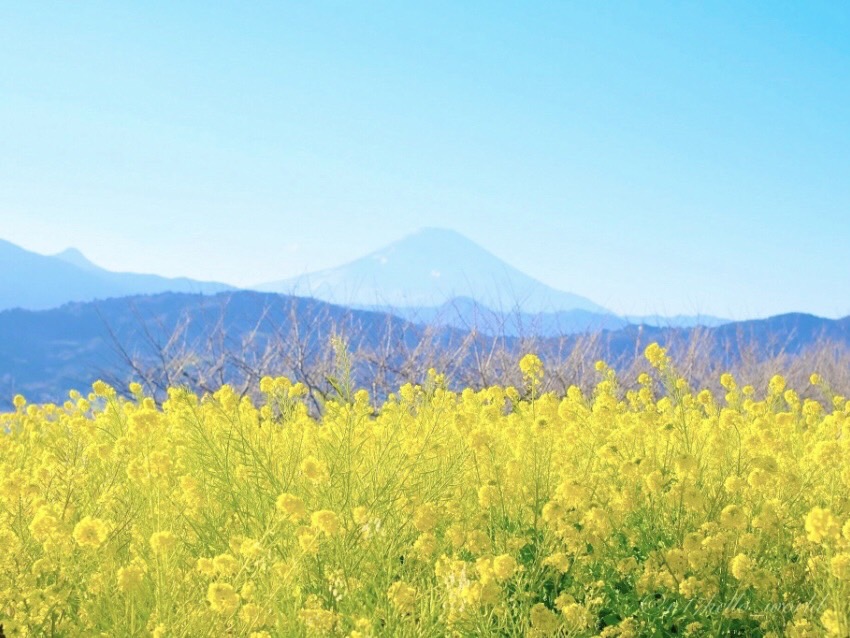 吾妻山公園