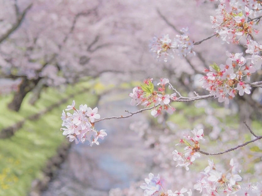 桜