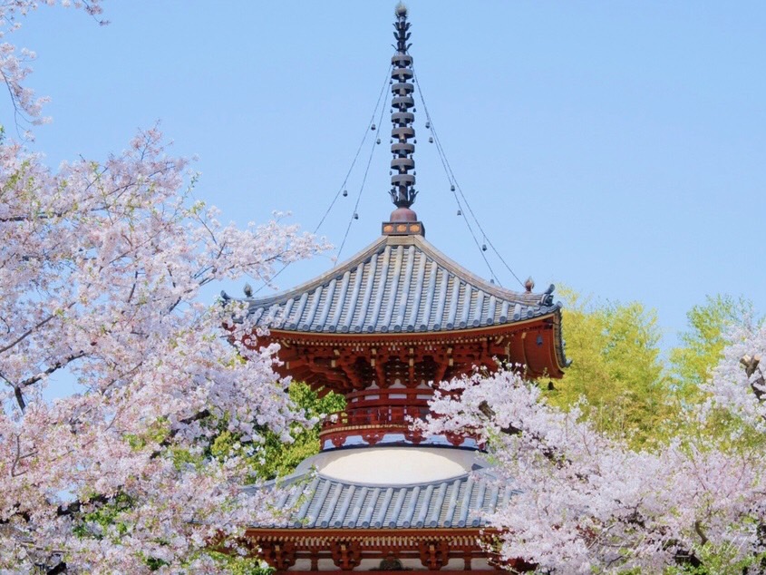 多宝塔と桜