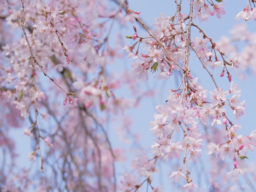 枝垂れ桜