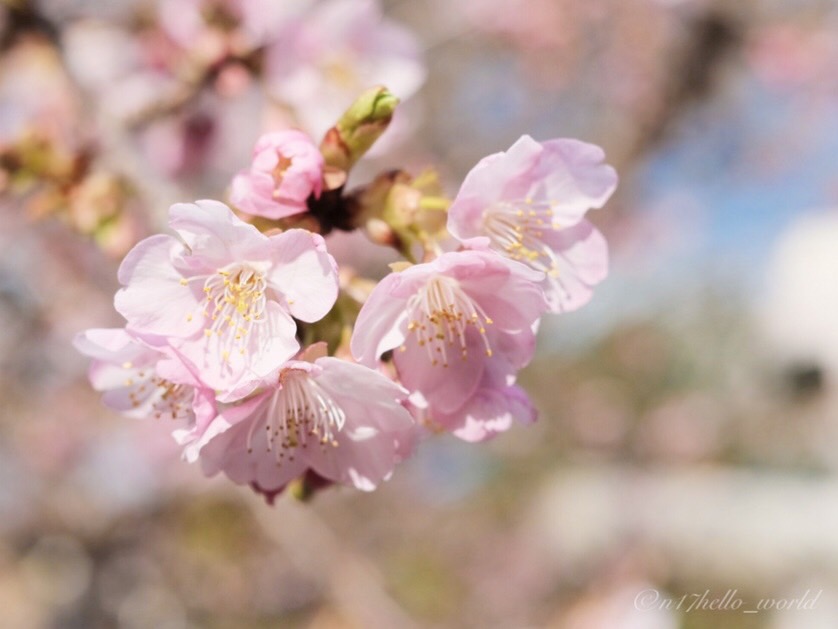 河津桜