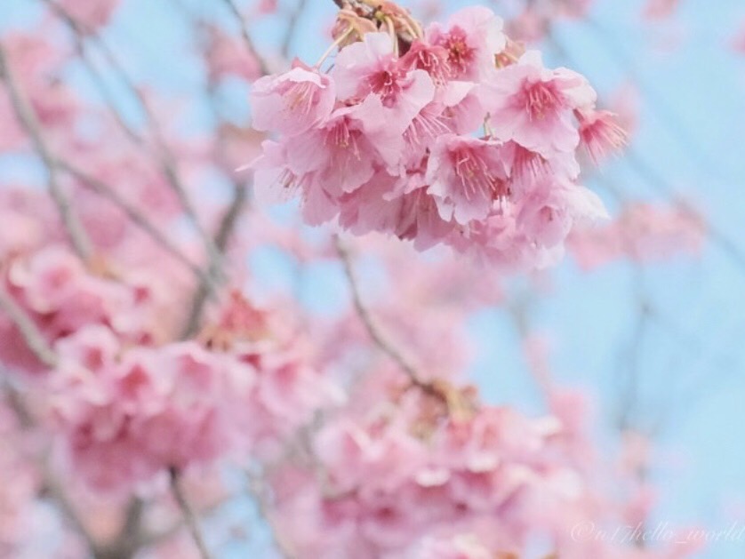 寒緋桜