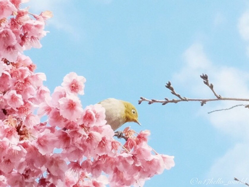 寒緋桜とメジロ