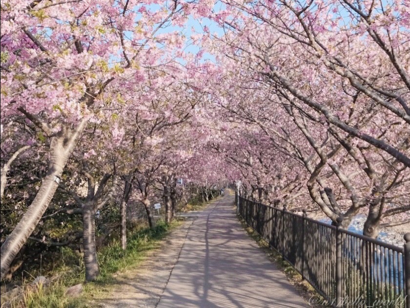 桜のトンネル