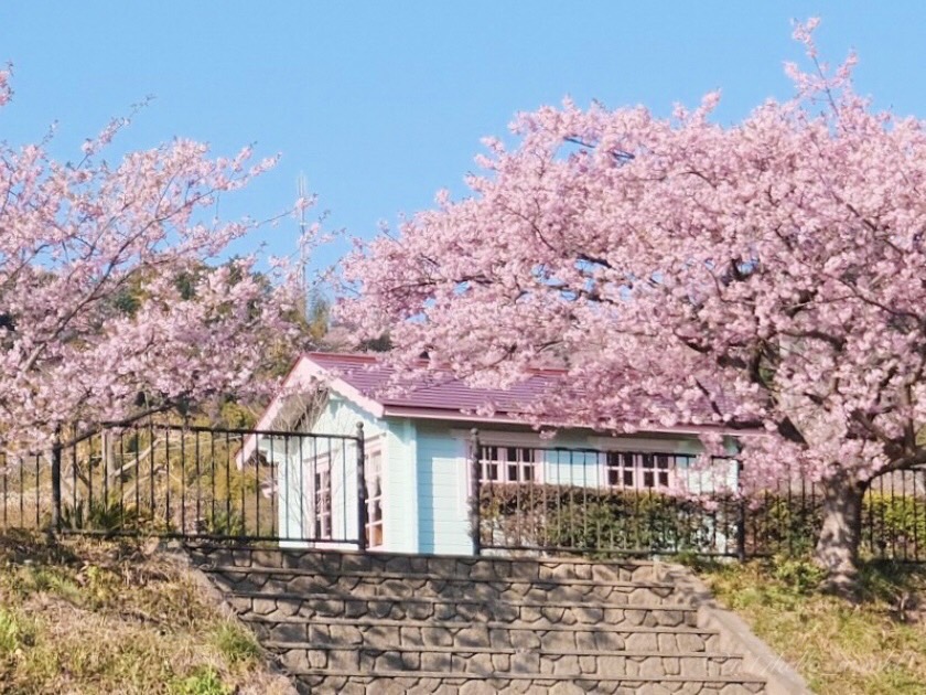 桜