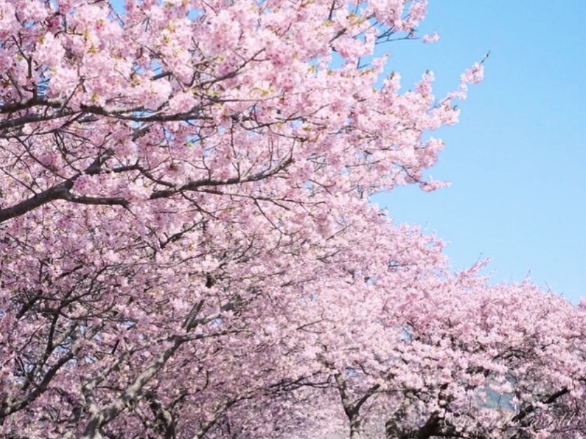 桜