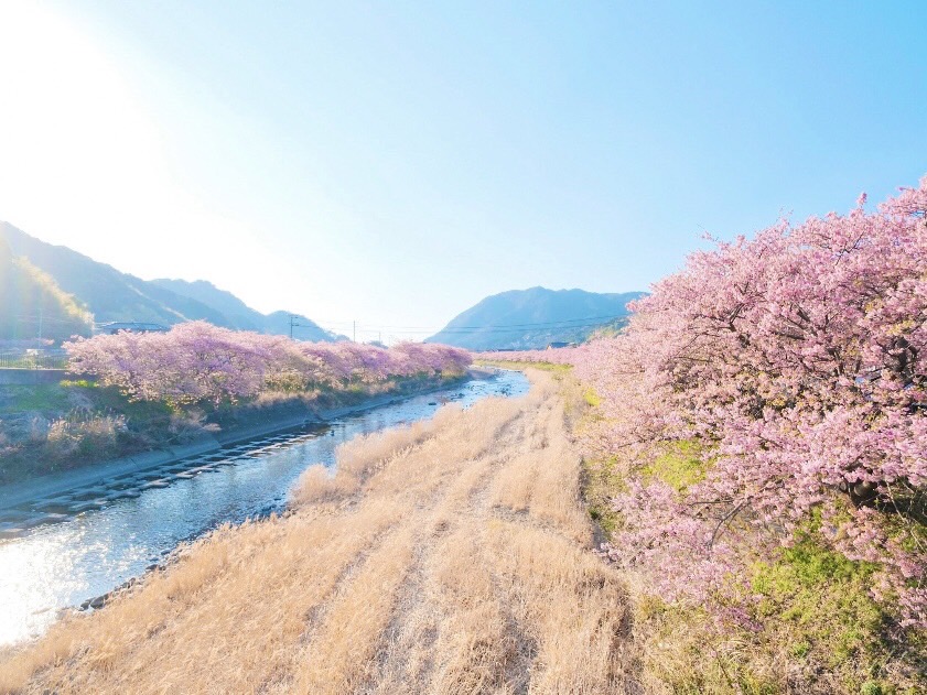 桜並木