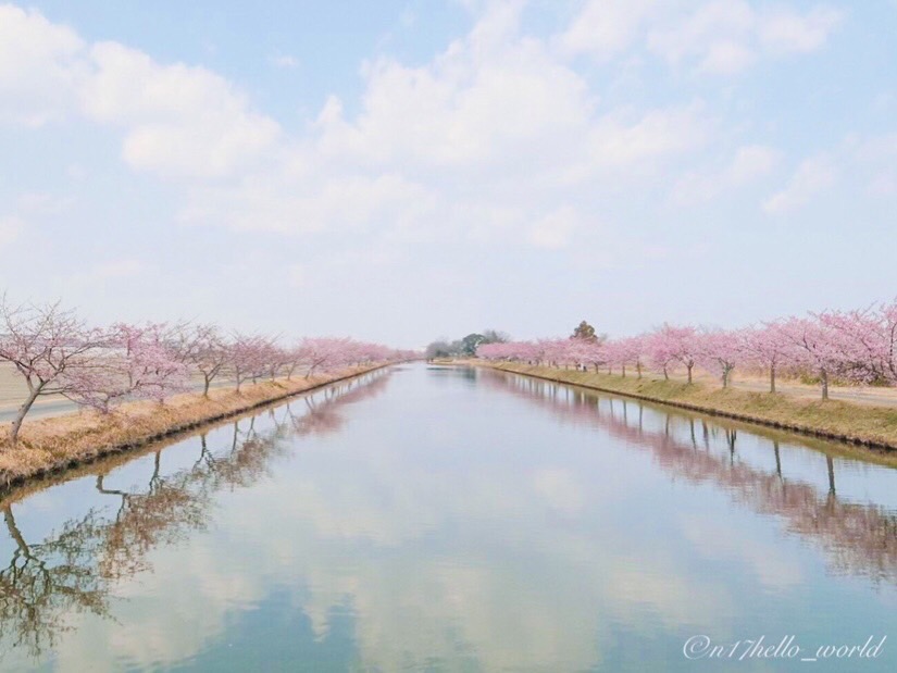 河津桜