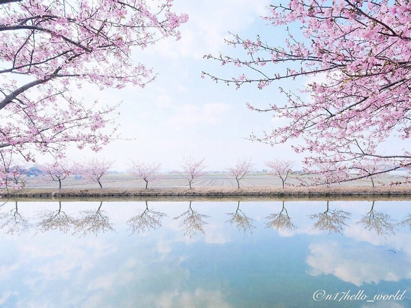 河津桜