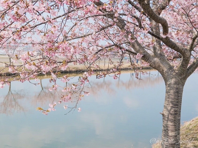 河津桜