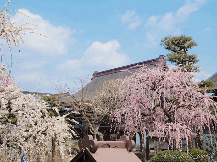 梅と神社