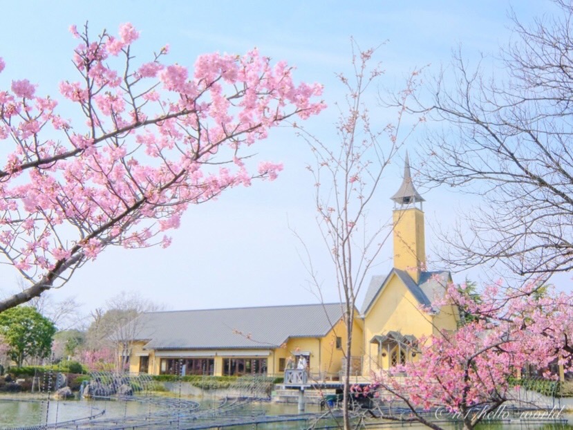 河津桜