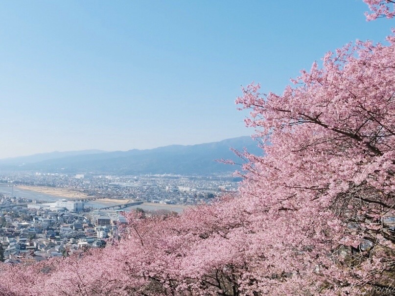 街並みと河津桜