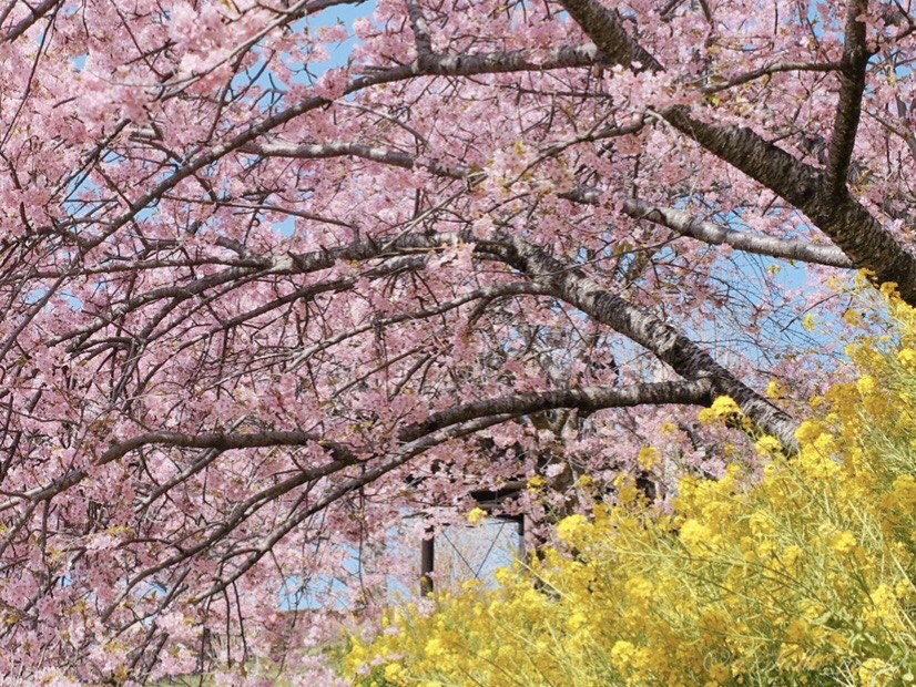 菜の花と河津桜