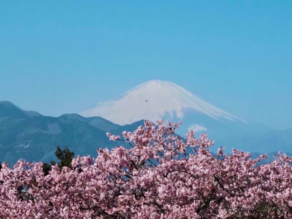 富士山と河津桜