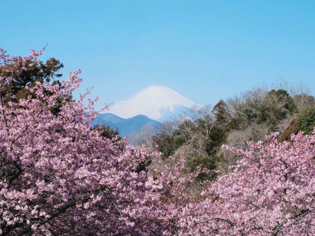 富士山と河津桜