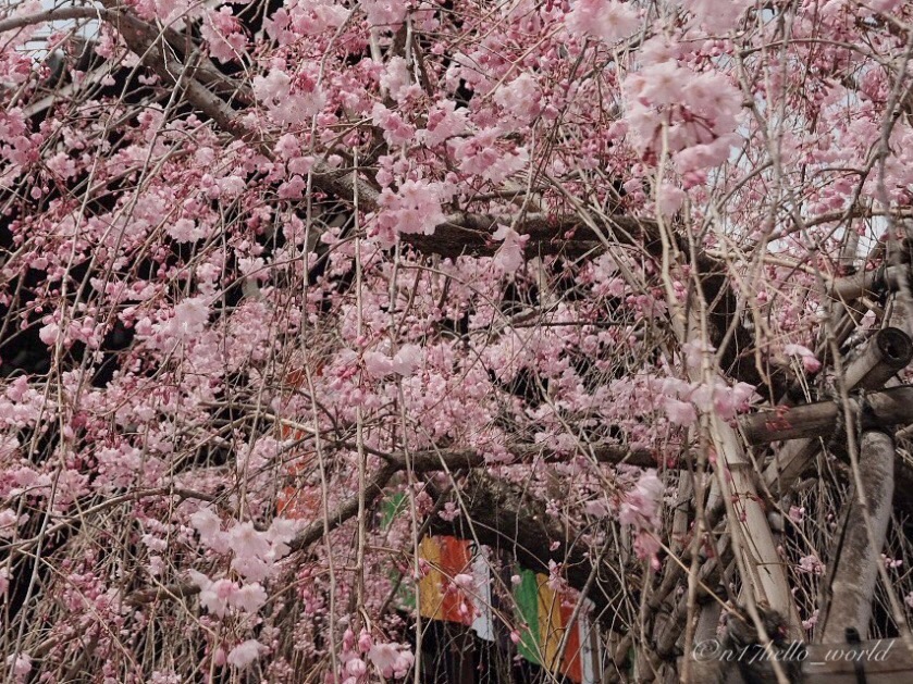 佛光寺の桜