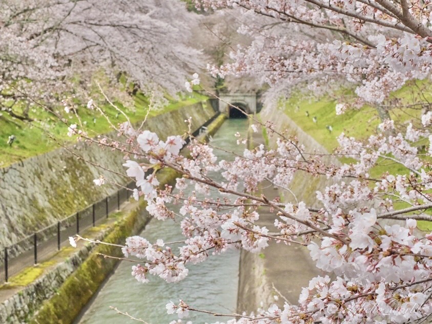 琵琶湖疏水の桜