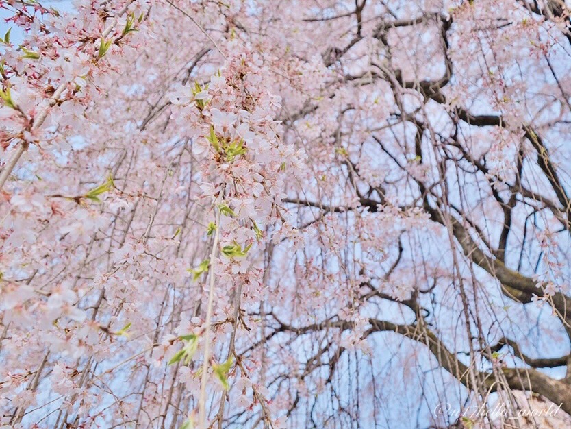 本満寺の桜