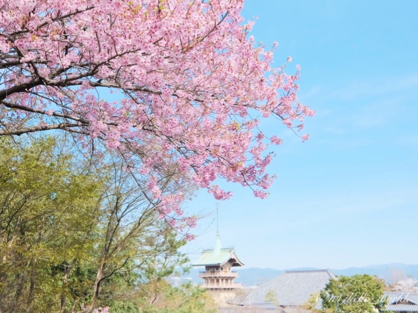 高台寺の桜