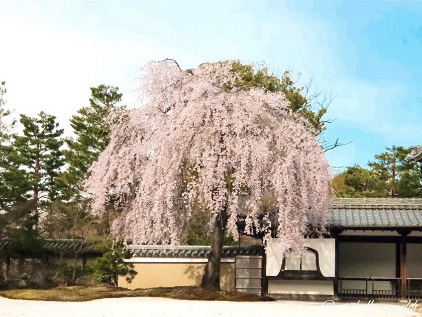 高台寺の桜