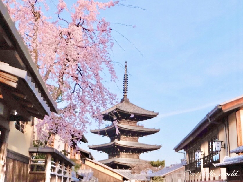 八坂の塔と枝垂れ桜