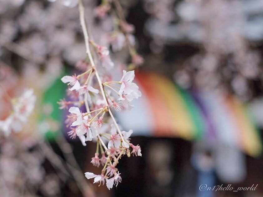 六角堂の桜