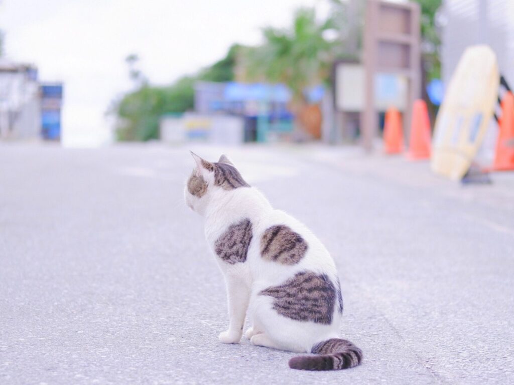 阿波連ビーチの猫
