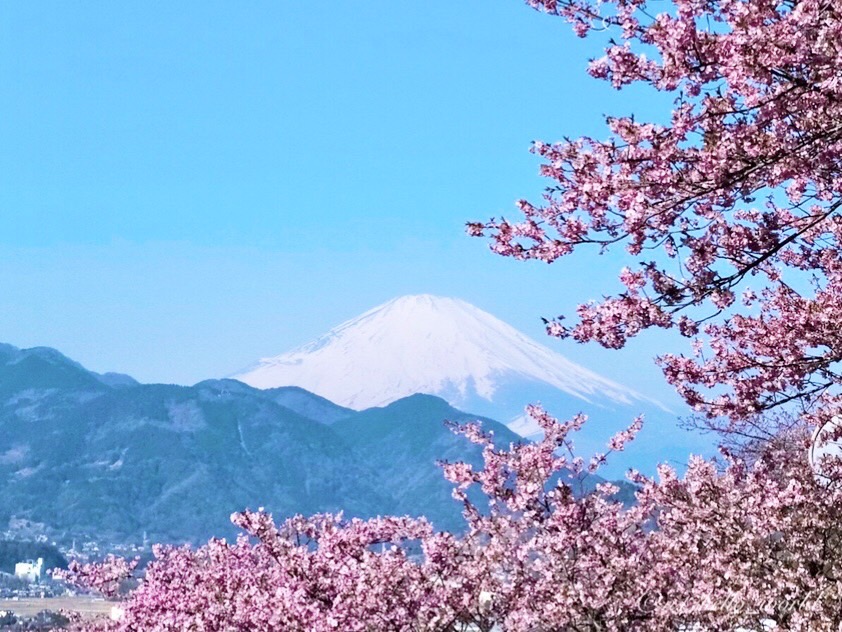 富士山と河津桜